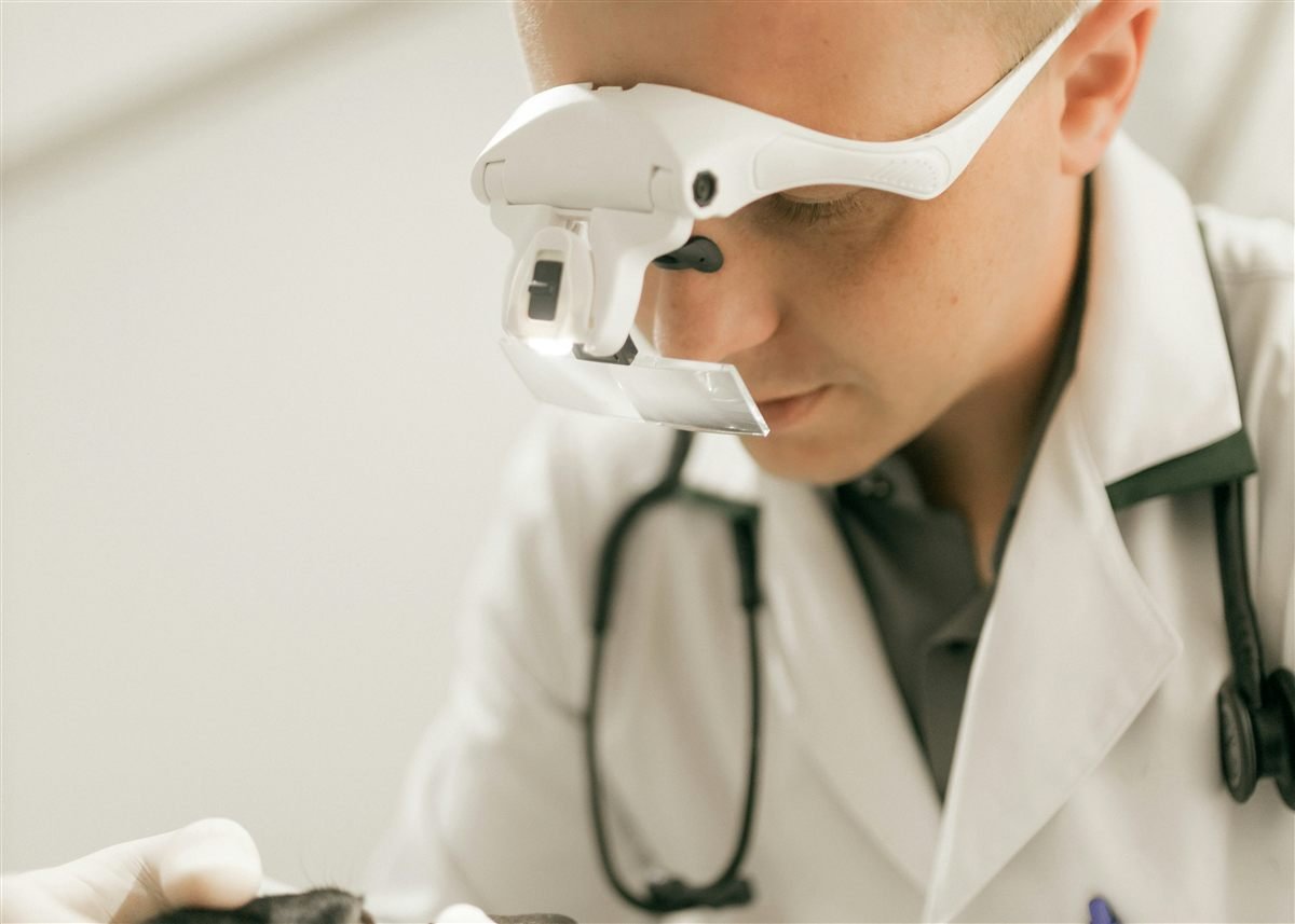 Veterinário avaliando cão com equipamento de aumento para diagnóstico