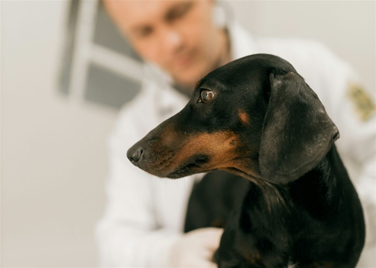 Veterinário examinando cão de perto durante consulta