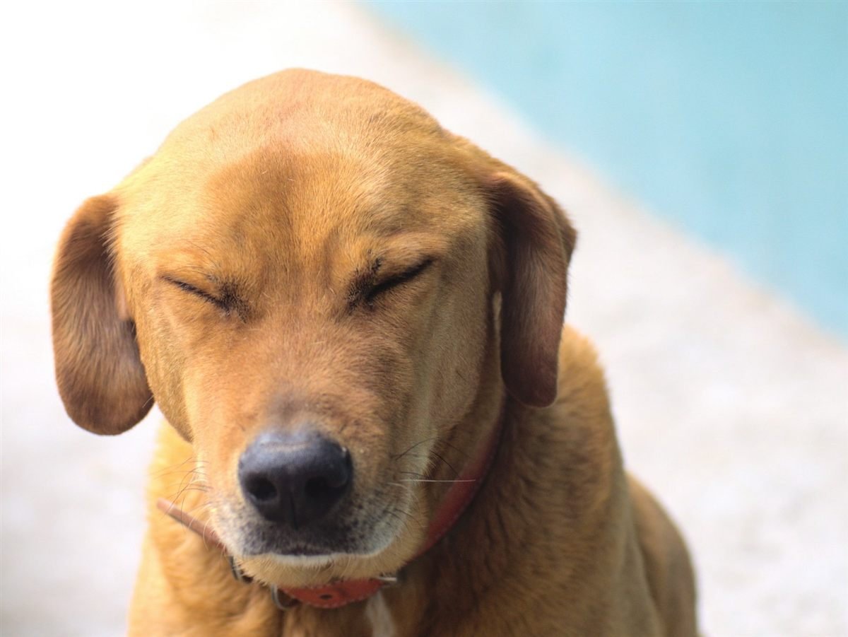 Cachorro tremendo com os olhos semicerrados, possível sinal de dor