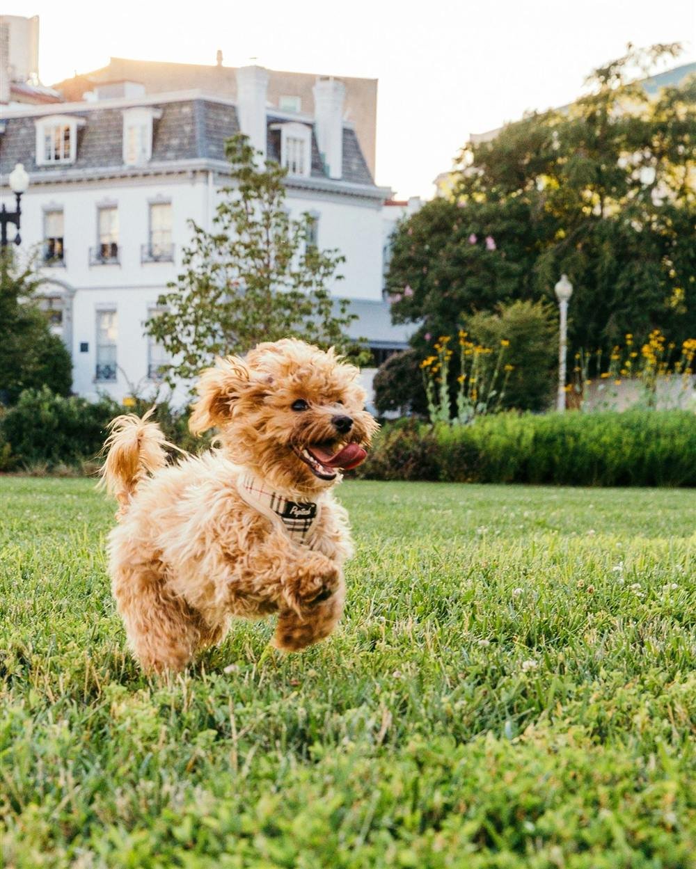 Cachorro tremendo de alegria correndo animado em momento de excitação