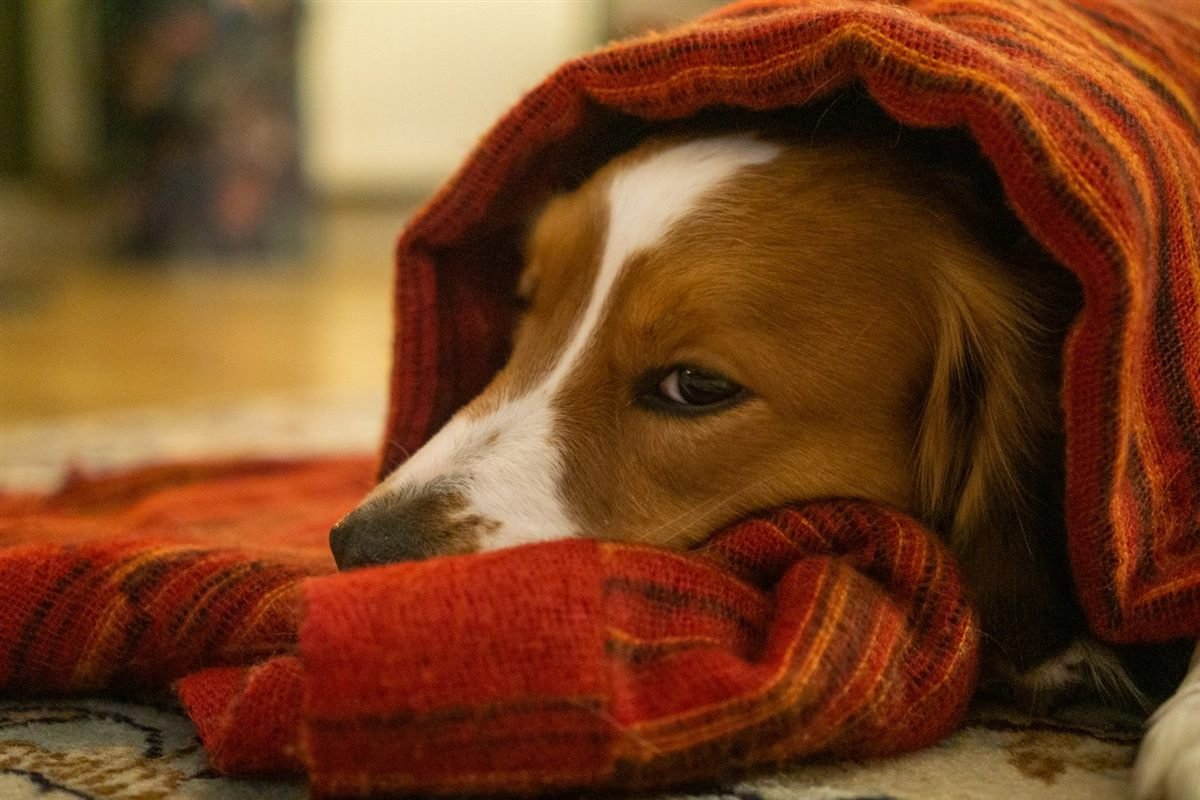 Cachorro tremendo de frio enrolado em cobertor quente