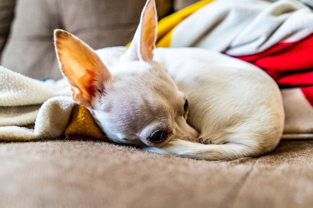 Cachorro tremendo de porte pequeno deitado e enfraquecido, sinal de hipoglicemia