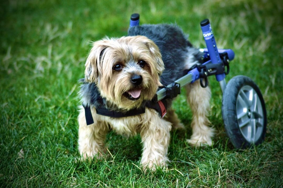 Cachorro tremendo nas patas traseiras usando cadeira de rodas ortopédica por fraqueza muscular