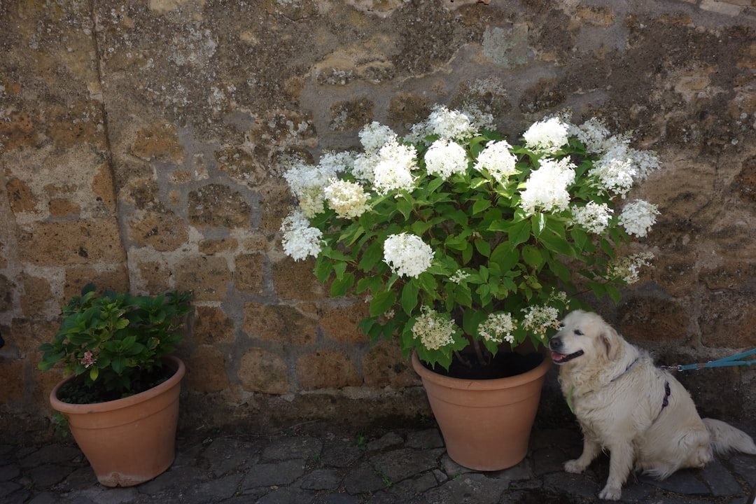Cachorro tremendo perto de planta ornamental que exige atenção redobrada do tutor
