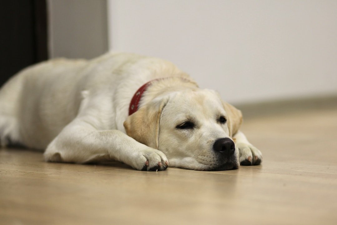 Cachorro Vomitando Sangue: O Papel do Tutor na Ajuda Veterinária Cachorro Vomitando Sangue: cão deitado no chão com a cabeça baixa, sinal de mal-estar