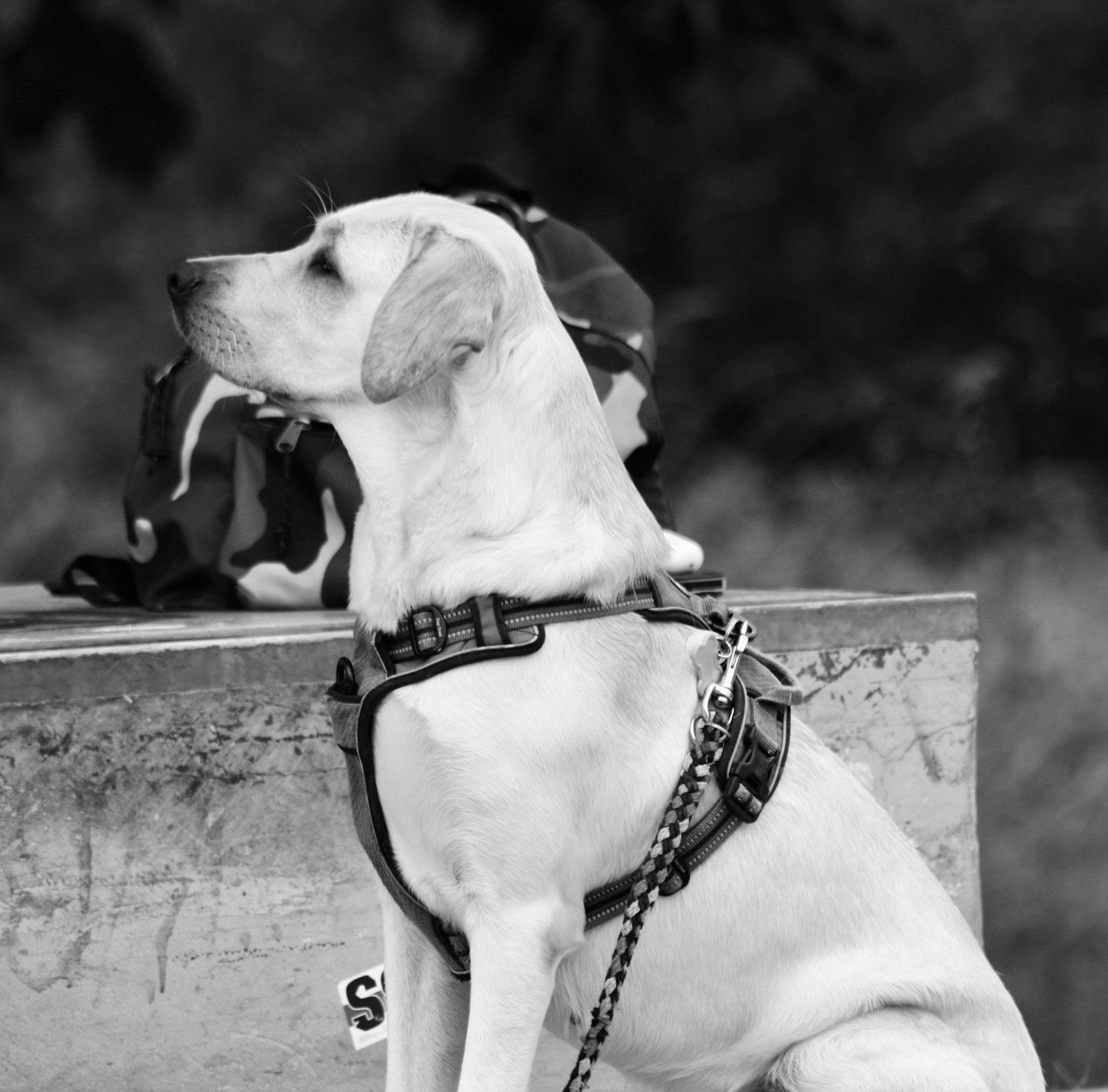 Cão de alerta médico com colete de identificação, semelhante ao usado por cães-guia