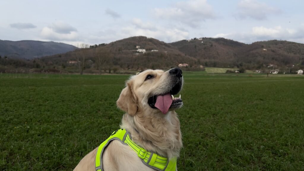 Cão de alerta médico dourado com colete de identificação em campo aberto