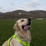 Cão de alerta médico dourado com colete de identificação em campo aberto