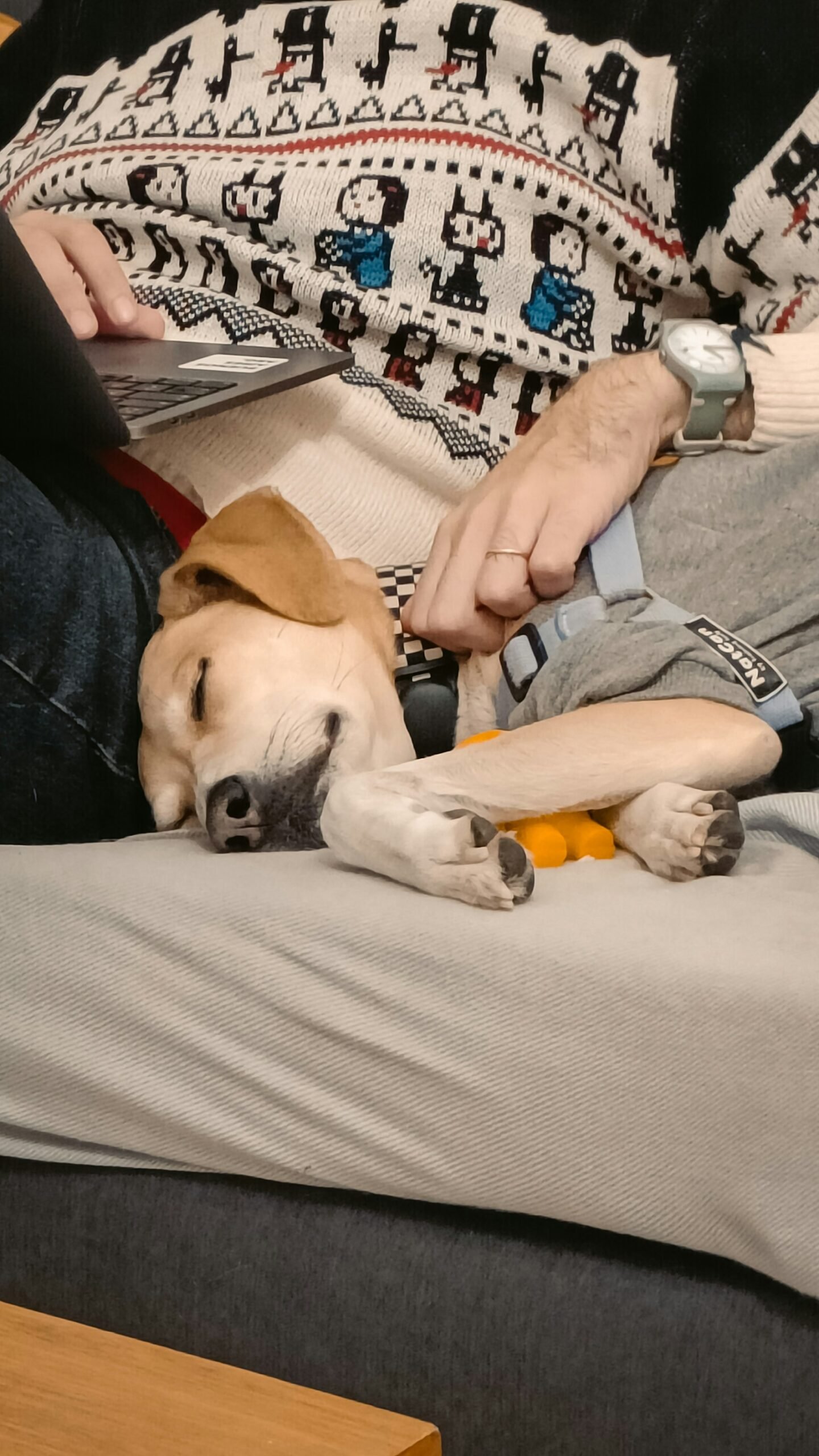 Cão de alerta médico deitado ao lado do tutor no sofá, em postura protetora