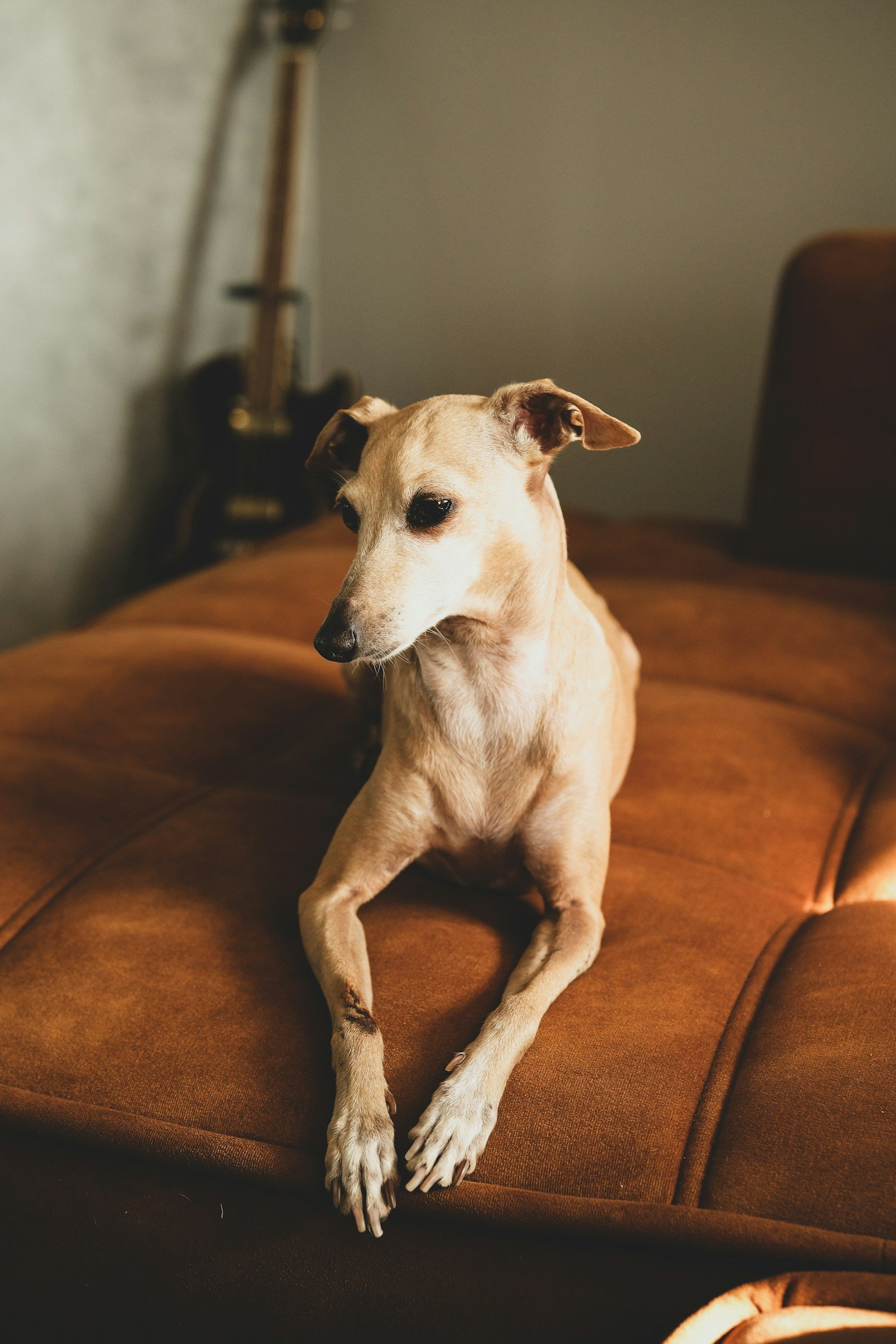 Cão de alerta médico atento observando o tutor em ambiente doméstico