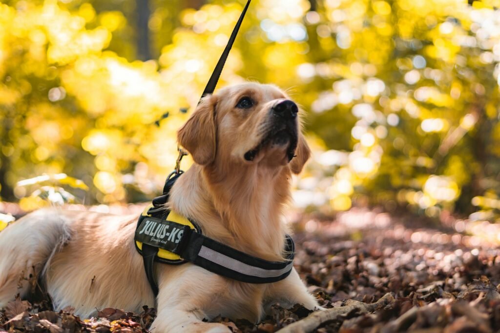 Cão-guia golden retriever com colete de trabalho em floresta de outono