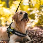 Cão-guia golden retriever com colete de trabalho em floresta de outono