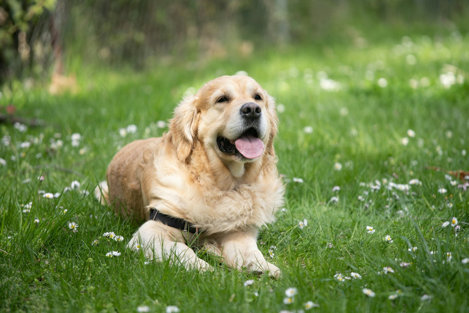 Cão-guia golden retriever descansa tranquilo no gramado florido
