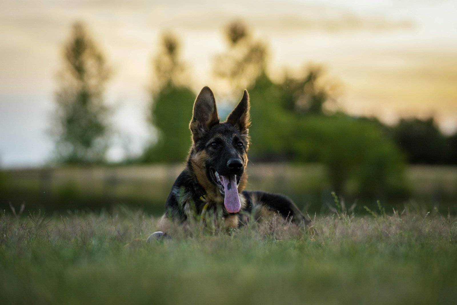 Cão-guia pastor alemão deitado no campo ao entardecer