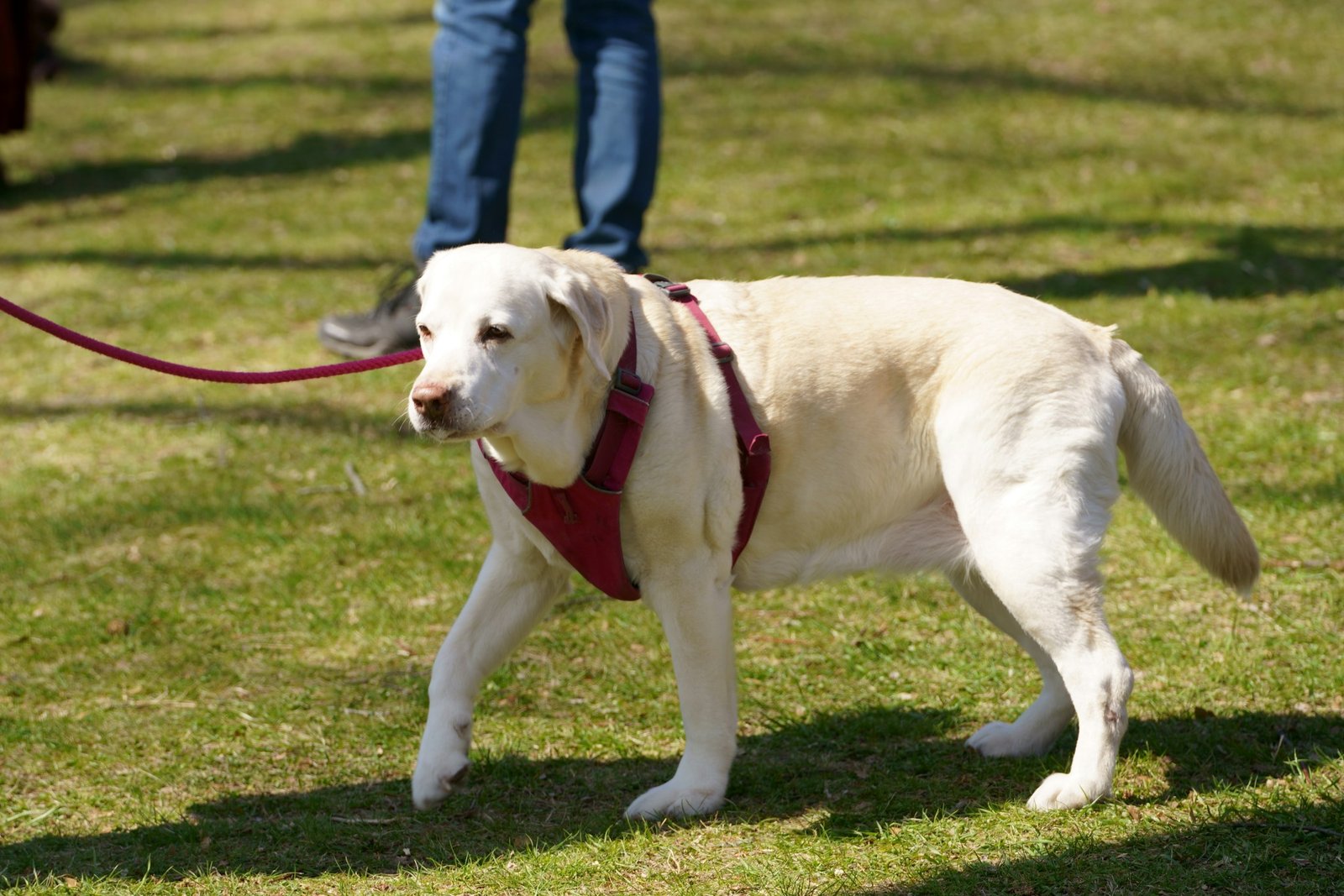 Cão-guia labrador retriever caminha com colete vermelho no gramado