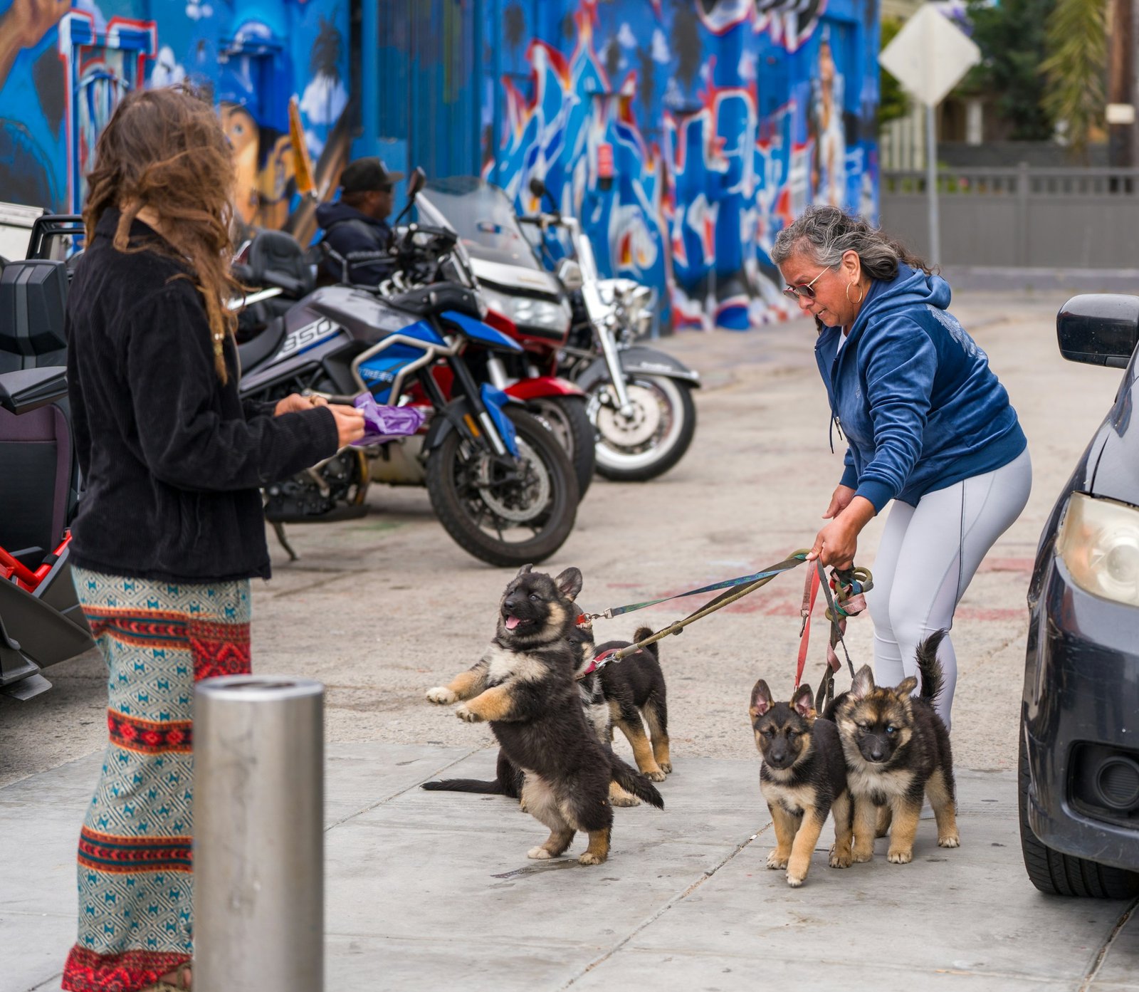 Cão-guia: filhotes de pastor alemão em treino de socialização com a instrutora