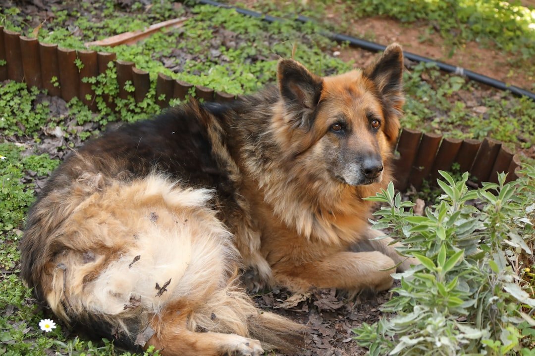 Cão policial aposentado descansando tranquilo em jardim residencial