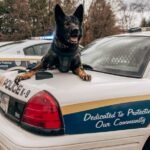 Cão policial em cima de viatura com luzes acesas