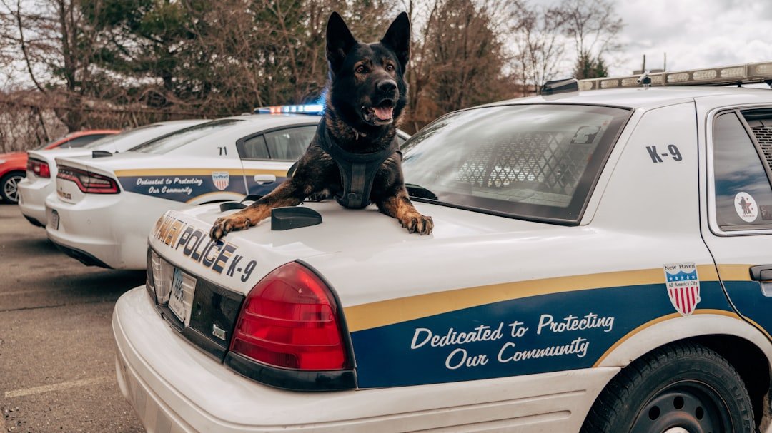 Cão policial em cima de viatura com luzes acesas