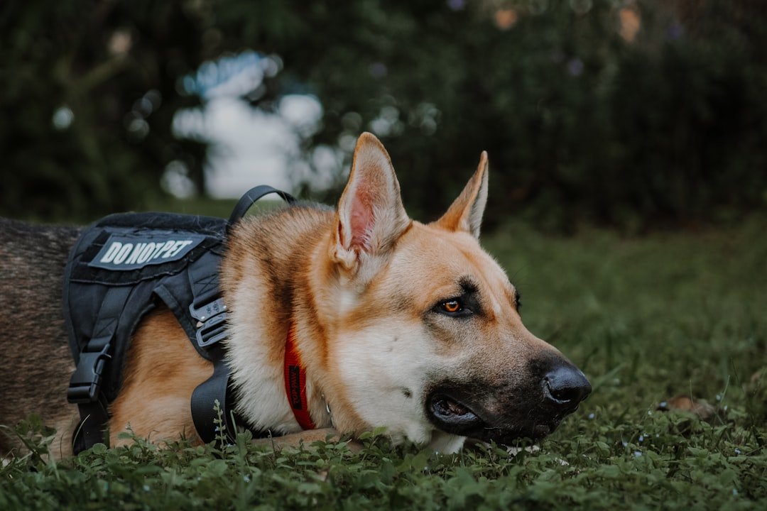 Cão policial farejador com colete tático deitado atento na grama