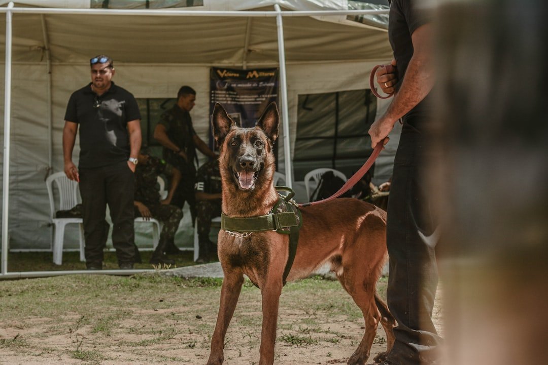 Cão policial da raça Pastor Belga Malinois em treinamento tático
