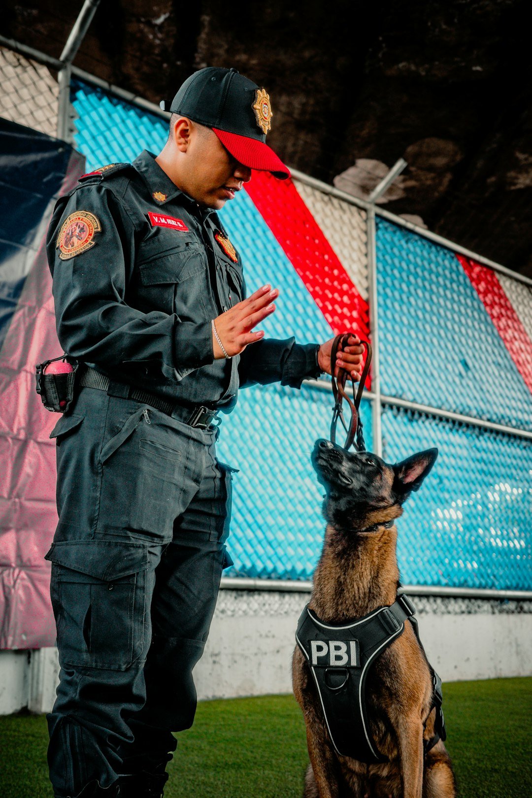 Cão policial recebendo comando de obediência do condutor durante treinamento