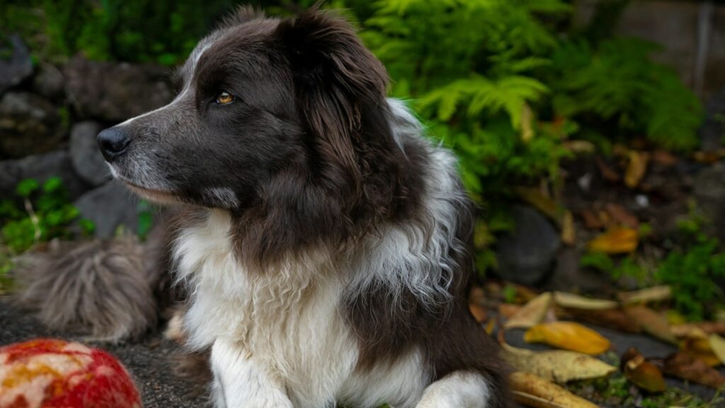 Border collie deitado no jardim ao lado de uma maçã vermelha, olhando atento