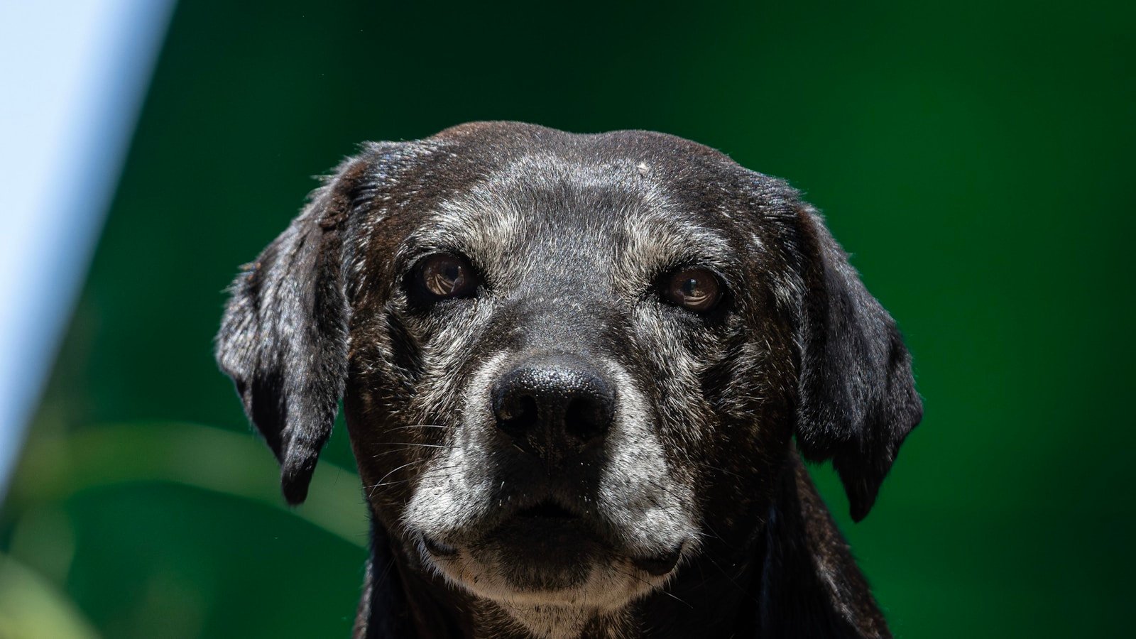 Vitamina para cachorro idoso: cão sênior de focinho grisalho, sinal do envelhecimento que motiva mais atenção nutricional