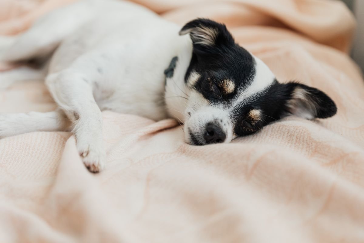 Como cuidar de cachorro doente em casa: cachorro deitado num cantinho tranquilo do quarto, com luz suave de abajur