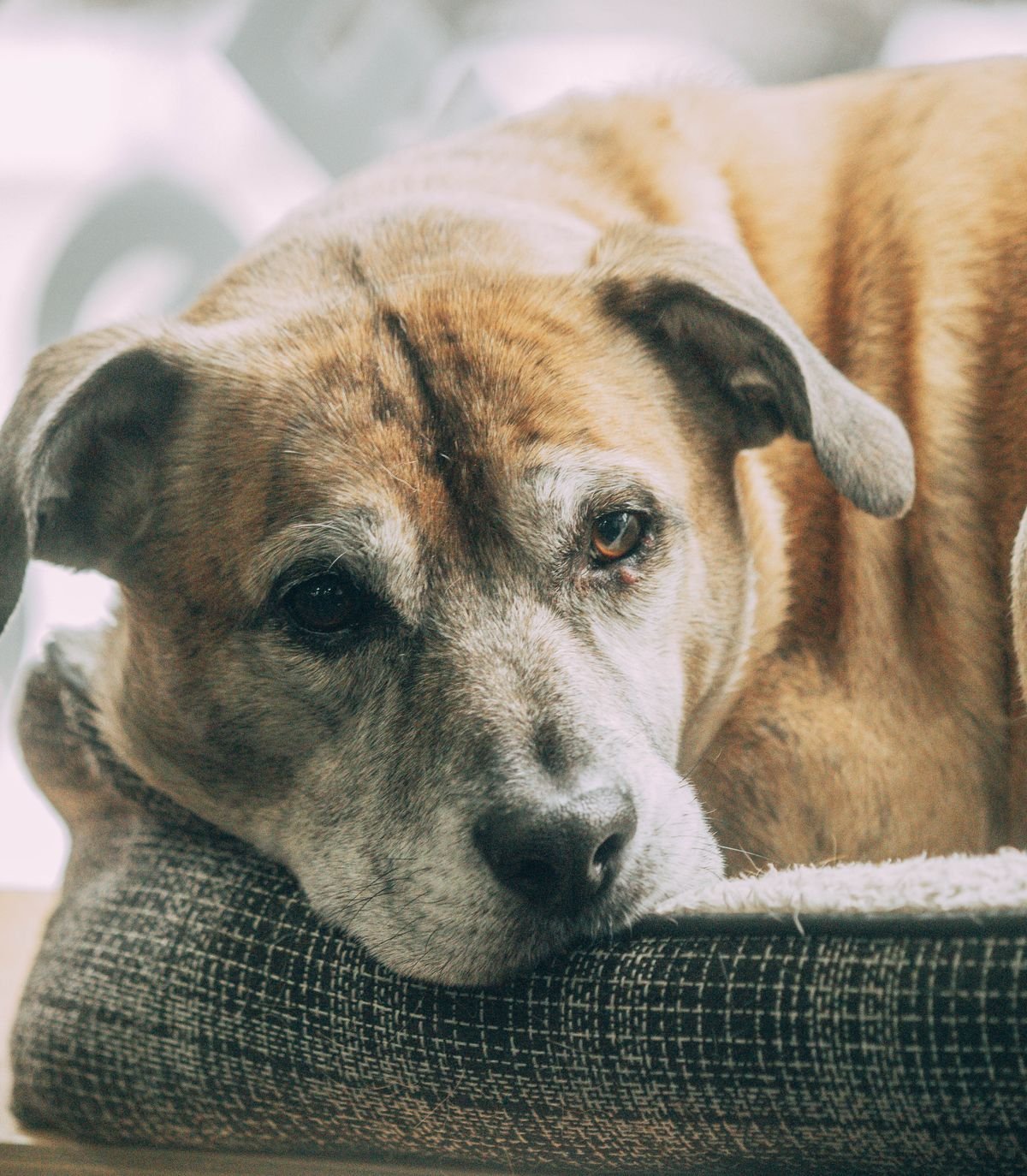 Como cuidar de cachorro doente em casa: cão com expressão cansada deitado apoiando a cabeça numa almofada