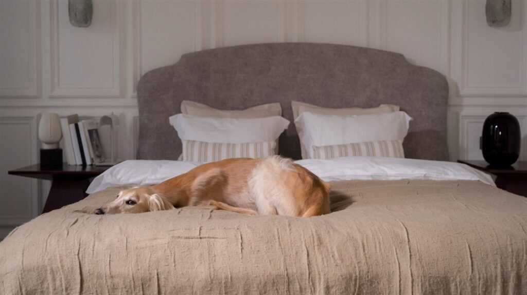 Como cuidar de cachorro doente em casa: cão dourado descansando confortavelmente numa cama larga e macia