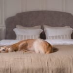 Como cuidar de cachorro doente em casa: cão dourado descansando confortavelmente numa cama larga e macia