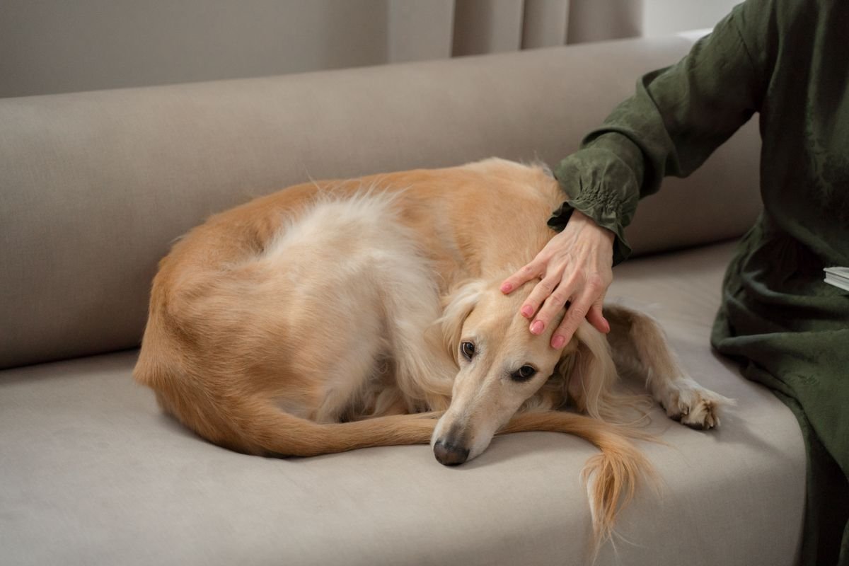 Como cuidar de cachorro doente em casa: mão afagando com carinho a cabeça de um cachorro deitado no sofá