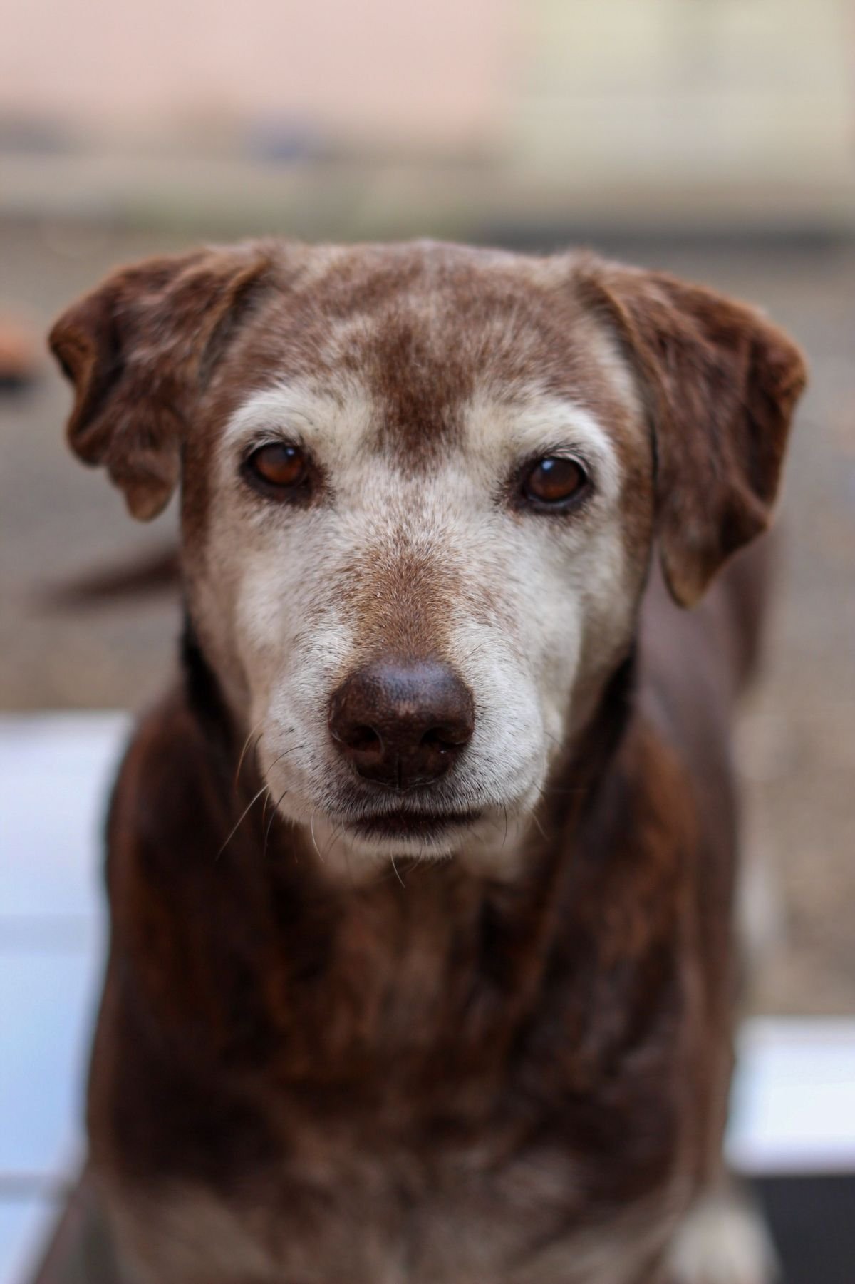 Como cuidar de cachorro doente em casa: cachorro idoso de focinho grisalho olhando de frente para a câmera