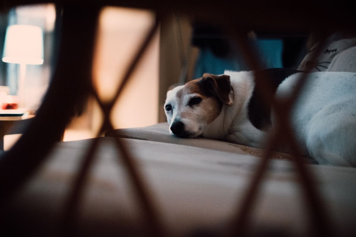 Como cuidar de cachorro doente em casa: cachorro pequeno dormindo tranquilo sobre cobertor macio e claro