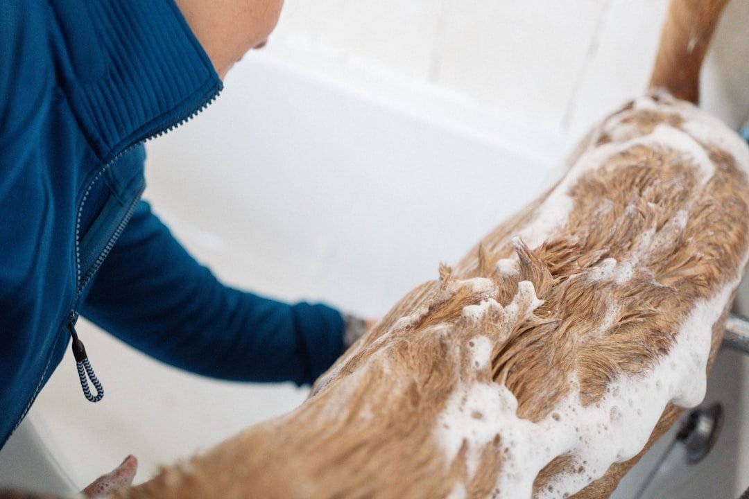 Como tratar sarna em cachorro: banho com produto indicado pelo veterinário