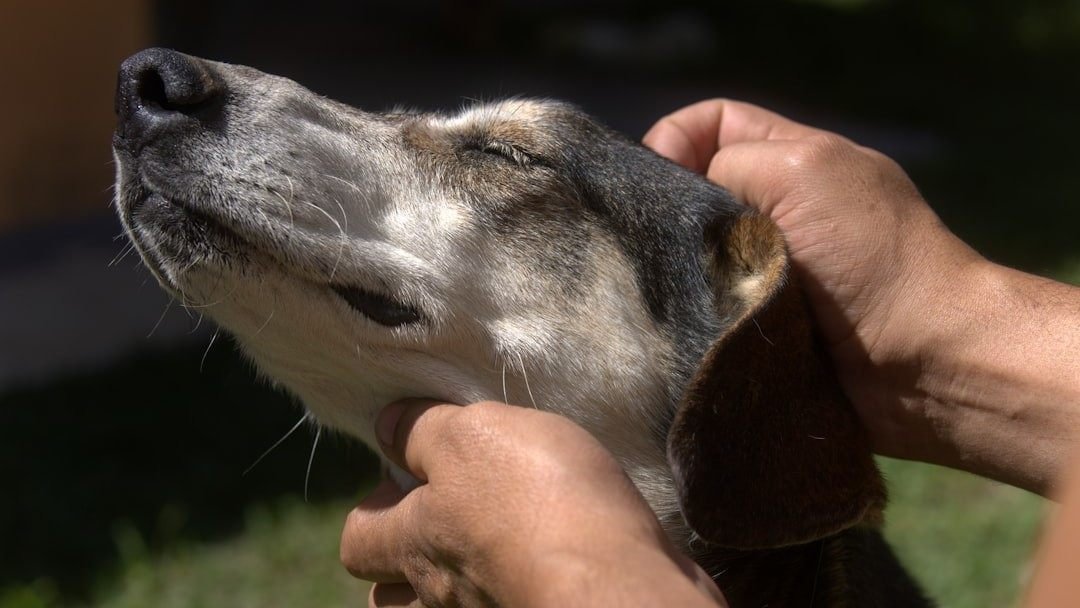 Como tratar sarna em cachorro: tutor acariciando o cão com carinho durante o cuidado