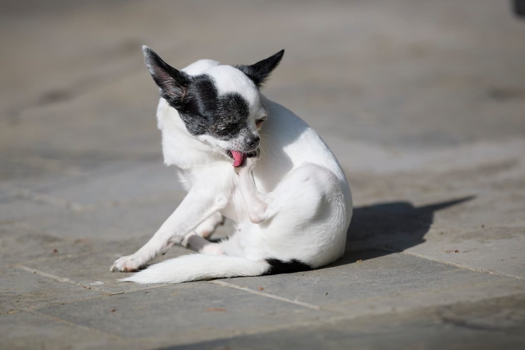 Como tratar sarna em cachorro: cão se coçando intensamente, sinal de coceira