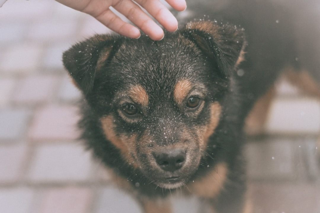 Como tratar sarna em cachorro: tutor observando de perto a pele do animal