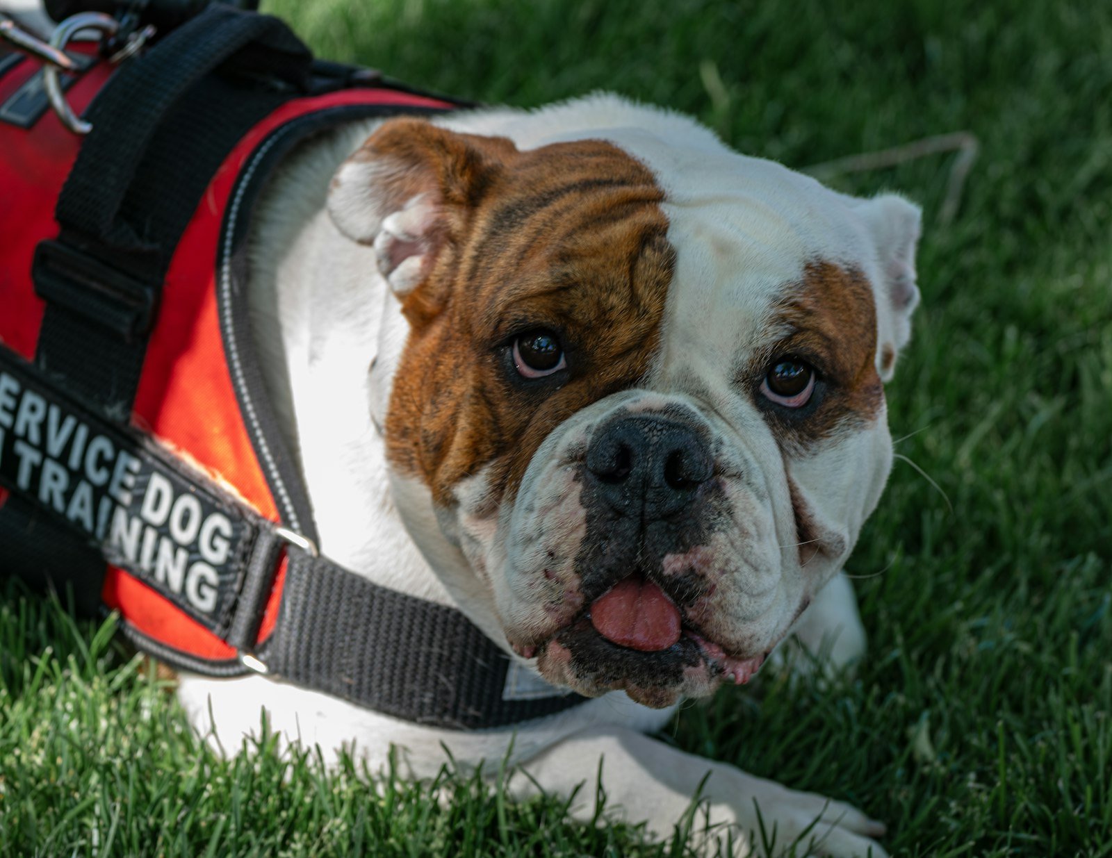 Como treinar cão de serviço em casa: bulldog deitado na grama usando colete com a identificação 'service dog training'
