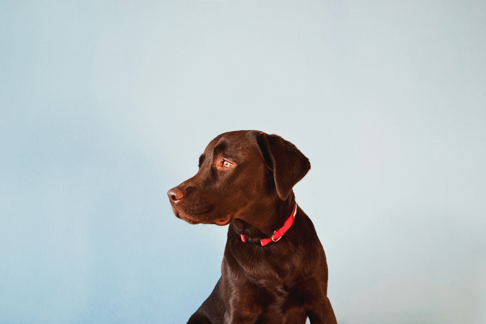 Como treinar cão de serviço em casa: filhote de labrador chocolate olhando para o lado em retrato de estúdio
