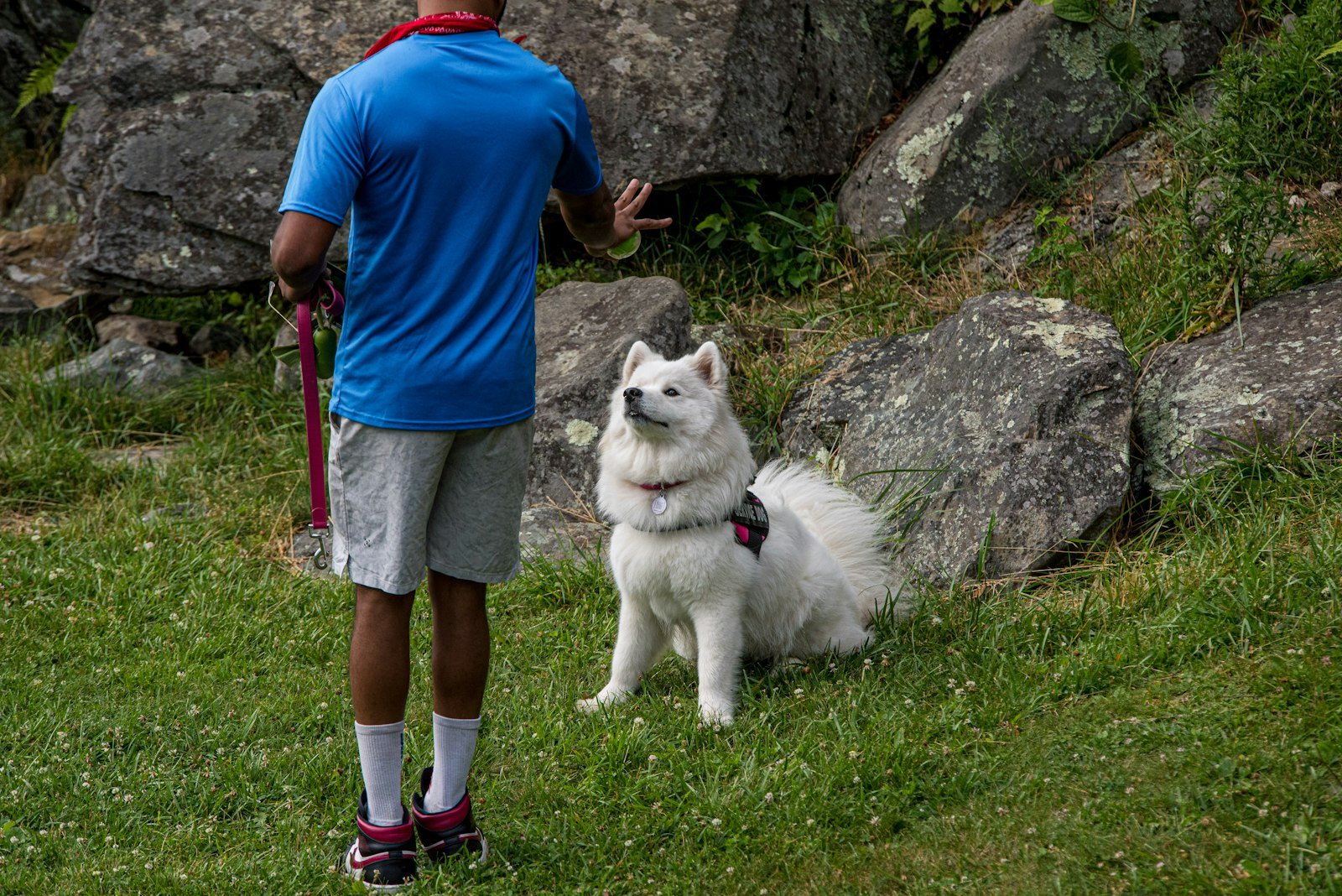 Como treinar cão de serviço em casa: tutor fazendo sinal de mão para um cão branco atento durante exercício de obediência ao ar livre