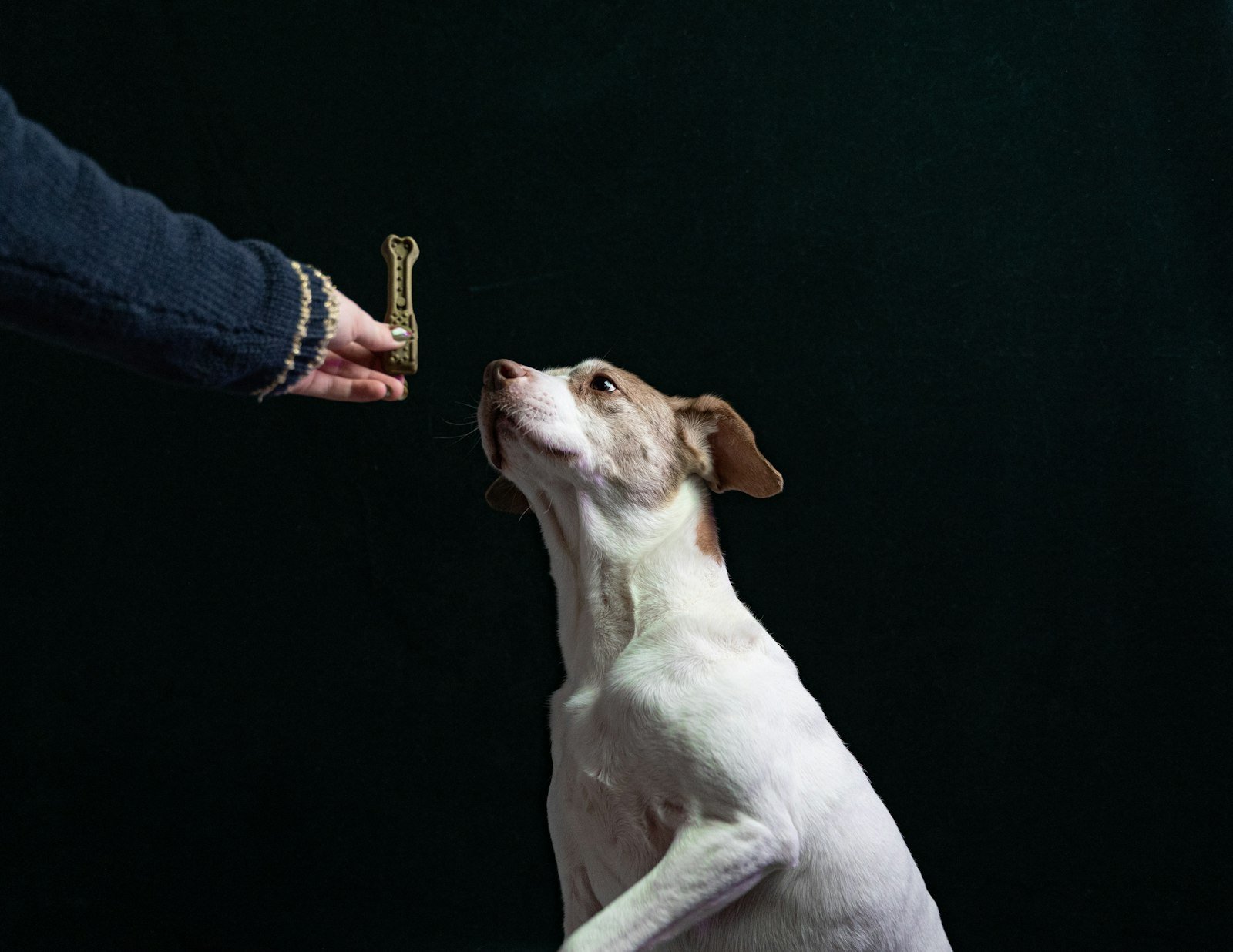 Como treinar cão de serviço em casa: cão recebendo um petisco da mão do tutor durante o treino com reforço positivo