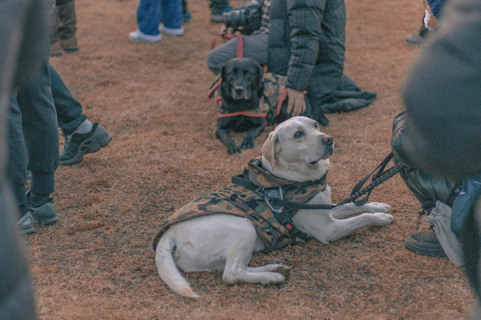 Como treinar cão de serviço em casa: cães usando coletes de treino deitados ao lado de tutores durante aula em grupo com um profissional