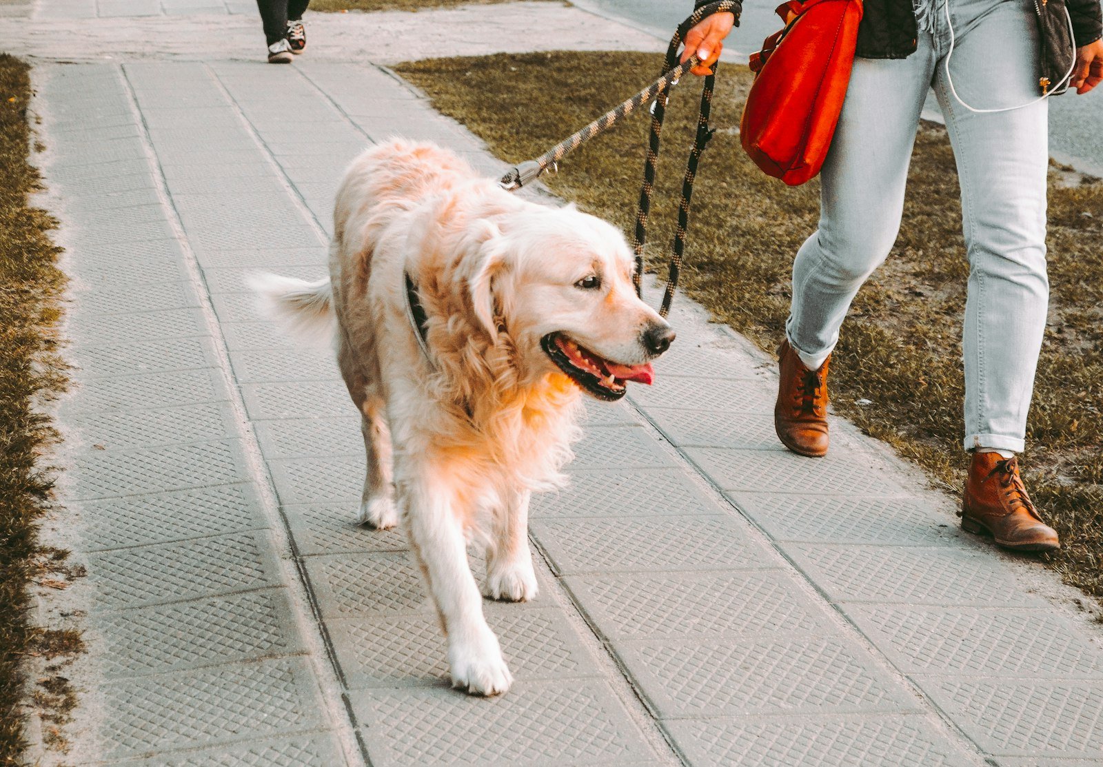 Como treinar cão de serviço em casa: golden retriever caminhando ao lado da tutora em calçada movimentada durante a fase de socialização