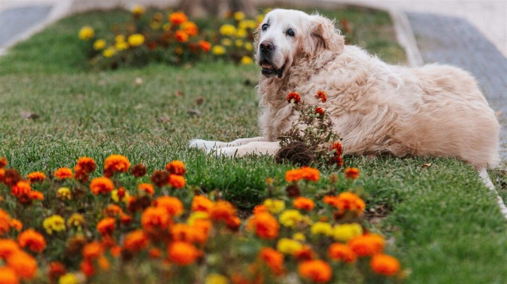 Cremação de cachorro: cão idoso deitado em jardim florido, simbolizando uma despedida em paz