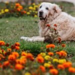Cremação de cachorro: cão idoso deitado em jardim florido, simbolizando uma despedida em paz