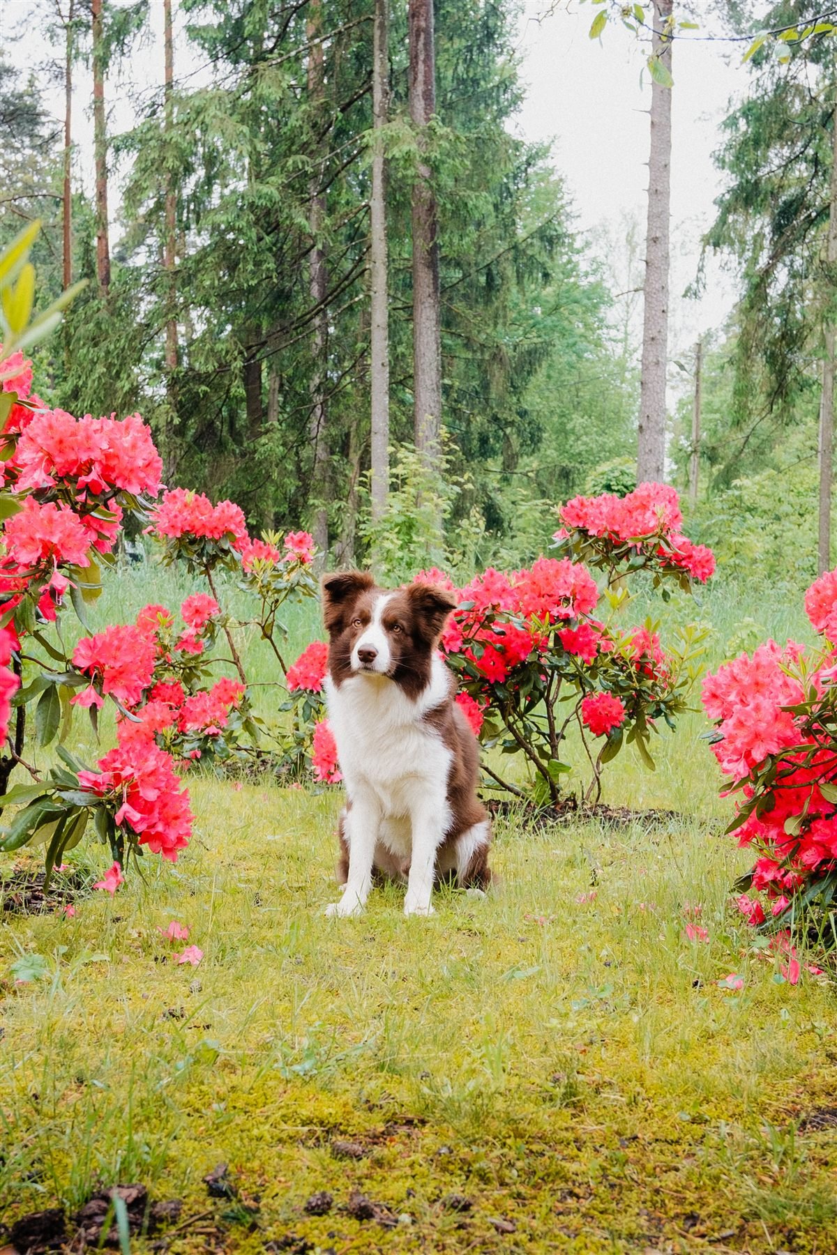 Cremação de cachorro: border collie sentado em meio a um jardim florido