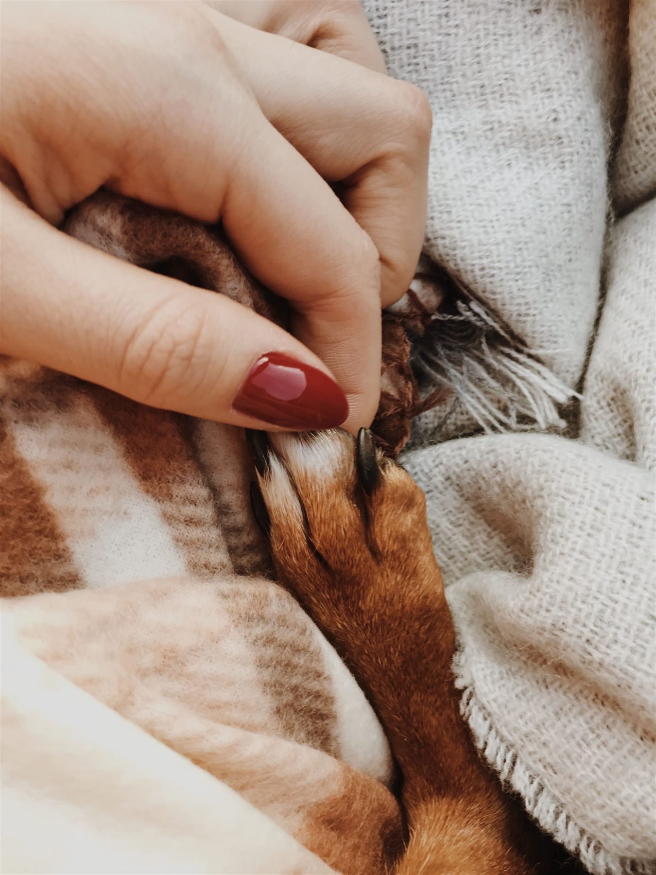 Cremação de cachorro: mão segurando com carinho a pata de um cão envolto em manta