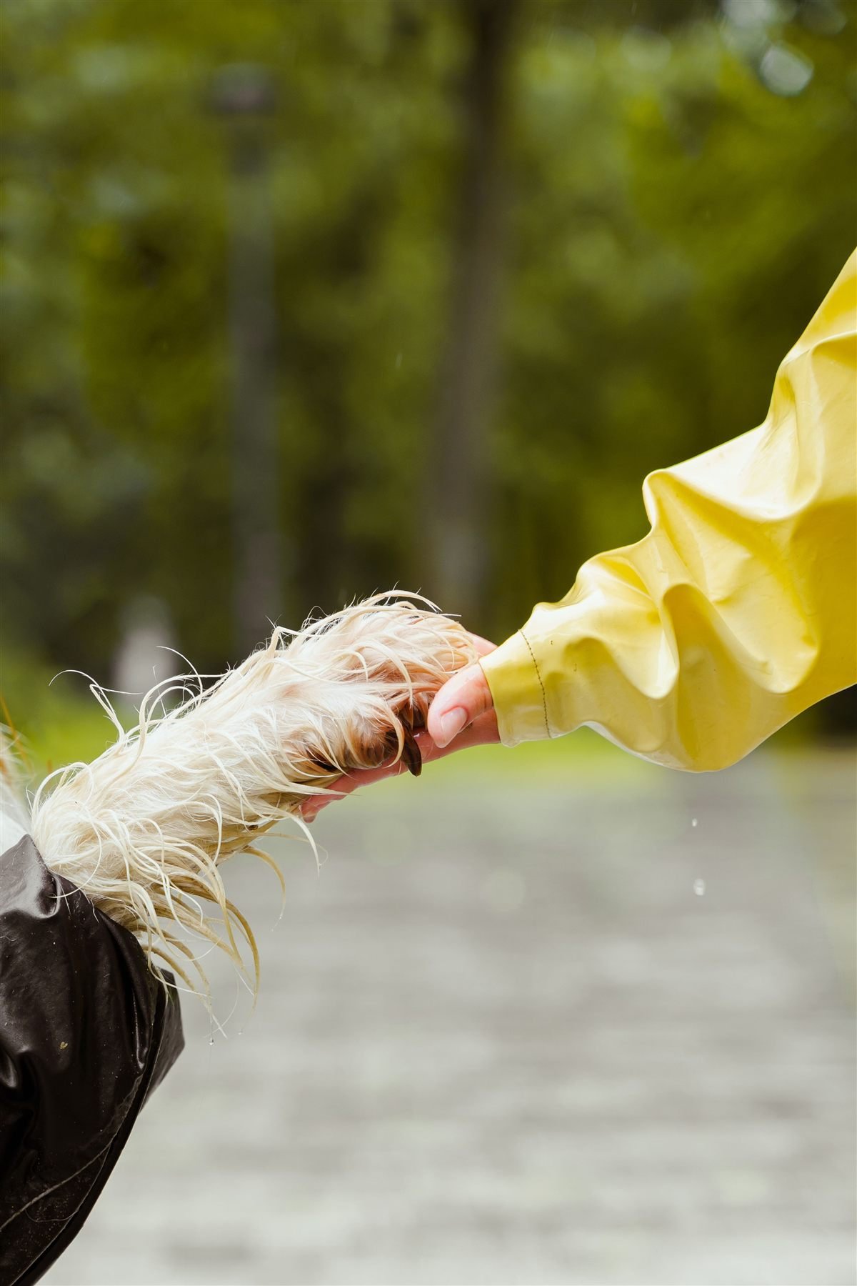 Cremação de cachorro: mão tocando delicadamente a pata de um cão sob chuva